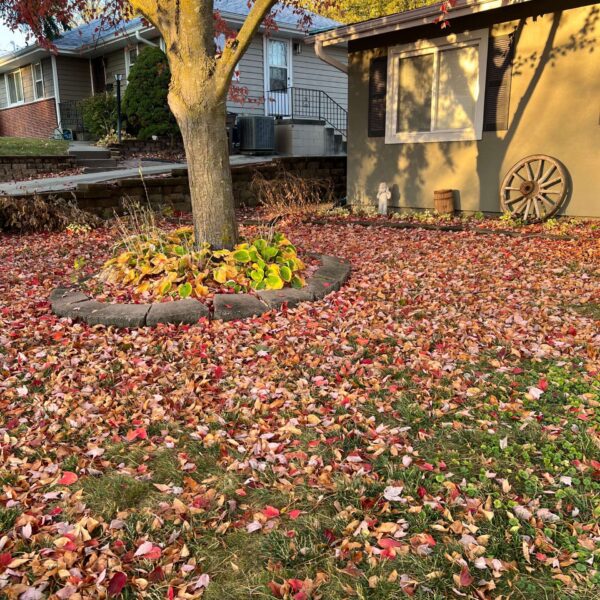 Before_Picture_Of_Leaf_Clean_Up_(2)