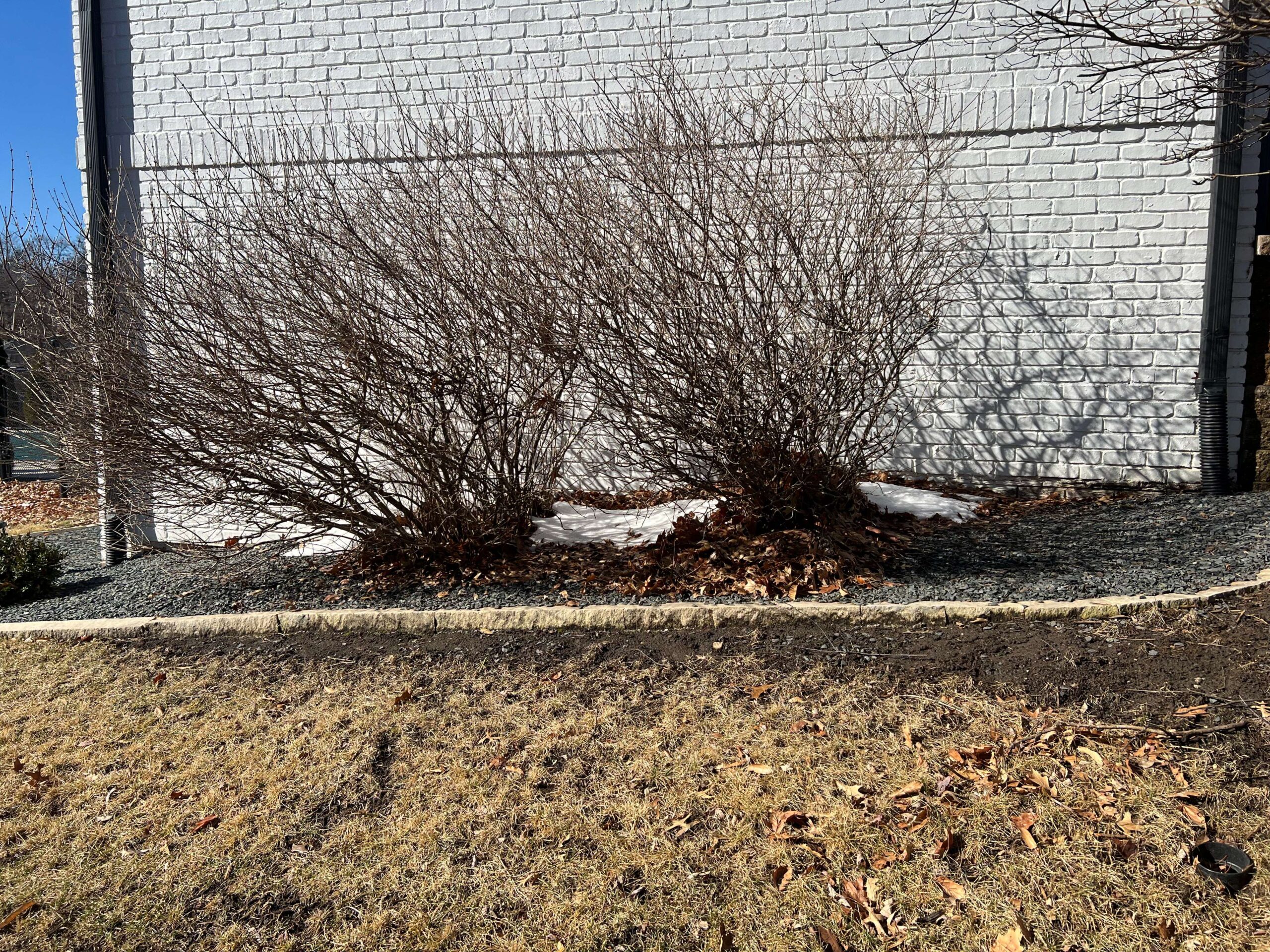 Before_picture_of_leaf_cleanup_(2)