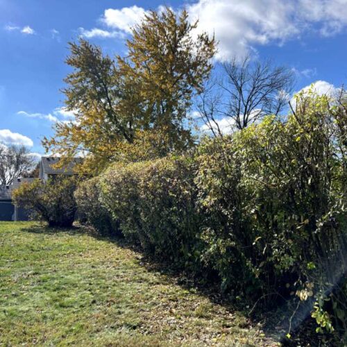 After Picture Of Bush Trimming (1) (1)