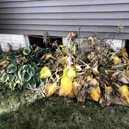 Before Picture Of Flower Bed Clean Up (1)