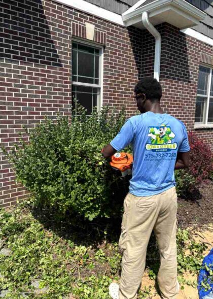 Bush trimming (3) Bush trimming (3)